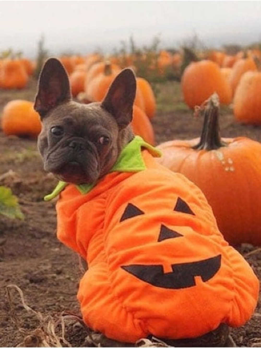 🎃Pets Plush Pumpkin Costume - Medium
